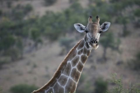 Une girafe dans une réserve près de Winhoek, en Namibie, le 15 mai 2015