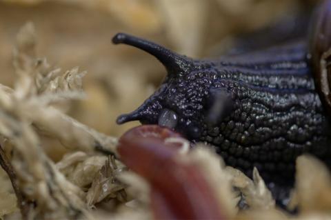 Photo du 18 septembre 2024 et publiée par le ministère de la Conservation de Nouvelle-Zélande le 8 mai 2025 montrant un escargot du mont Augustus pondant un œuf par le cou à Hokitika, en Nouvelle-Zélande