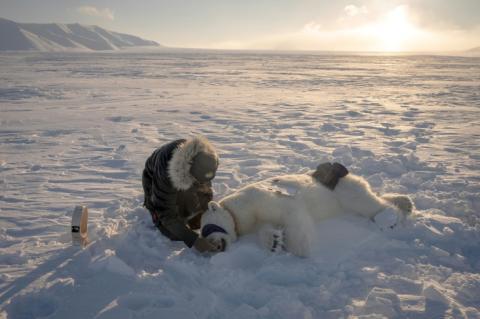 Jon Aars, de l'Institut polaire norvégien, change le collier GPS d'une ourse polaire, dans l'archipel du Svalbard, le 15 avril 2025