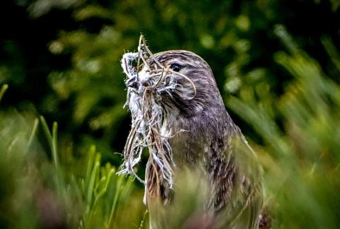 Nachtigallmännchen passen ihren Gesang blitzschnell an den von Rivalen an. Das fanden Forschende aus Deutschland und Österreich heraus. Die entsprechenden Hirnprozesse sind hochkomplex.