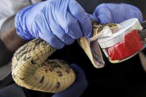 La méthode de fabrication de l'antivenin n'a guère changé en 125 ans: des petites doses du venin tiré des serpents sont injectées à des chevaux ou des moutons, qui produisent alors des anticorps pouvant être utilisés comme antivenin