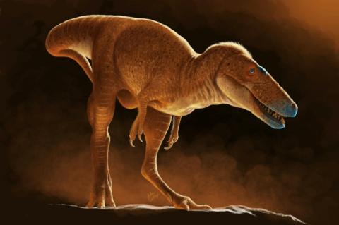 Leichter als sein berühmter Verwandter und vor Jahrzehnten falsch zugeordnet: Forscher haben anhand neu analysierter Knochenfunde aus den 70er-Jahren eine neue Saurier-Art bestimmt, die die Familiengeschichte des berühmten Tyrannosaurus Rex einer aktuellen Studie zufolge neu schreibt.