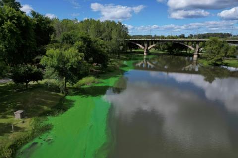 Les rives du fleuve Rio Negro couvertes de vase verte en raison de la présence de cyanobactéries, à Paso de los Toros, en Uruguay, le 14 mars 2025