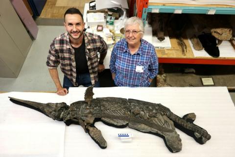 Britische Forscher haben nach eigenen Angaben eine bisher unbekannte Art von Meeressauriern entdeckt. Ein versteinertes Skelett von der als Fossilienfundstätte bekannten Jurassic Coast in Südengland wurde der Gruppe der Ichthyosaurier zugeordnet.