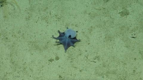 Er ist blau und nicht größer als ein Golfball: Am Meeresboden in der Nähe der Galápagos-Inseln haben Forscher einen winzigen Oktopus entdeckt.