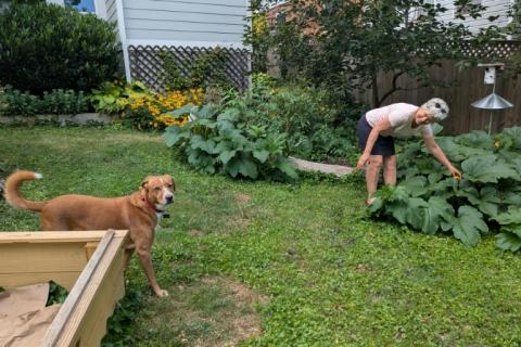 Sandra Marquardt, 67 ans, dans son jardin à Silver Spring, Maryland, le 5 août 2026
