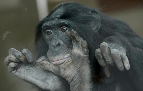 Un bonobo au zoo de Wilhelma à Stuttgart, en Allemagne,le 23 avril 2013