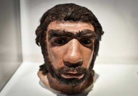 Un moulage reconstituant le visage d'un homme de Néandertal, exposé au Musée de l'Homme à Paris, le 26 mars 2018