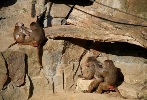 Séance de toilettage chez des babouins au zoo de Berlin