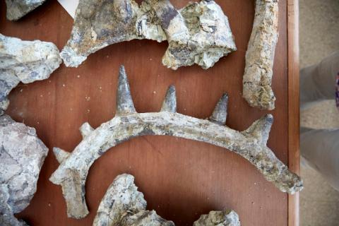 Des ossements d'un dinosaure Spicomellus, à Boulemane, au Maroc, publiée par le muséum d'Histoire naturelle de Londres le 28 août 2025