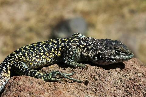 Wissenschaftler haben in den peruanischen Anden eine neue Eidechsenart entdeckt. Sie messe zwischen sechs und acht Zentimetern und weise je nach Geschlecht eine unterschiedliche Färbung auf, teilte das Naturkundemuseum der Universität San Marcos mit.