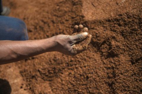 Un ouvrier agricole trie des feuilles de thé rooibos avant leur conditionnement, le 27 février 2017 dans le district de Clanwilliam, en Afrique du Sud