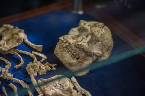 Le squelette de "Little Foot", "grand frère" de Mme Ples, découvert sur le site de Sterkfontein en Afrique du Sud