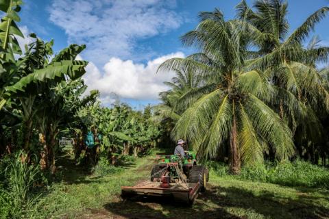 Une bananeraie à Basse-Pointe, en Martinique, le 24 novembre 2022