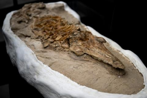 Un squelette pétrifié complet de Lomacetus, un ancêtre des marsouins modernes datant de plus de 10 millions d'années, est dévoilé à l'Institut géologique, minier et métallurgique (INGEMMET) de Lima, le 17 septembre 2025.