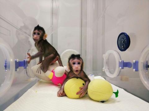 Zhong Zhong (g) et Hua Hua, clones de macaques mangeurs de crabes créés en 2017