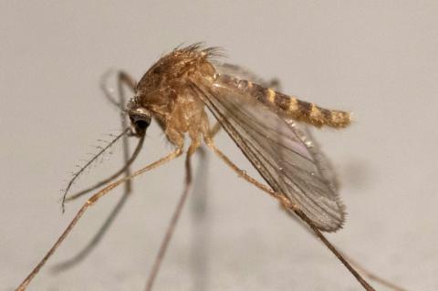 Culex Pipiens prospère autour de 25°C