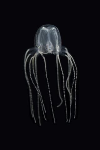 Image fournie le 20 septembre 2023 par le chercheur Jan Bielecki d'une Tripedalia cystophora, appelée aussi méduse des Caraïbes ou cuboméduse, dans un laboratoire de l'université de Kiel, en Allemagne