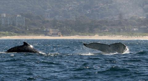 Des baleines à bosse au large des côtes de Sydney, le 25 juin 2008 en Australie