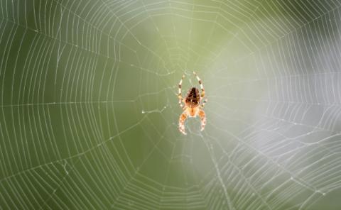 Forscher der Universität Bayreuth haben erstmals erfolgreich die Genschere bei Spinnen eingesetzt. Die Spinnen produzierten nach der Gen-Editierung rot fluoreszierende Spinnenseide. Dies könnte für die Materialforschung interessant sein.