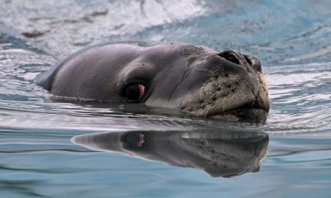 Un phoque léopard (Hydrurga leptonyx) photographié sur l'île Livingston, dans les îles Shetland du Sud, en Antarctique, le 27 janvier 2024