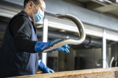 Un employé décharge des anguilles dans un centre de tri à Hamamatsu, dans la préfecture de Shizuoka, au Japon, le 16 avril 2021, le 16 avril 2021