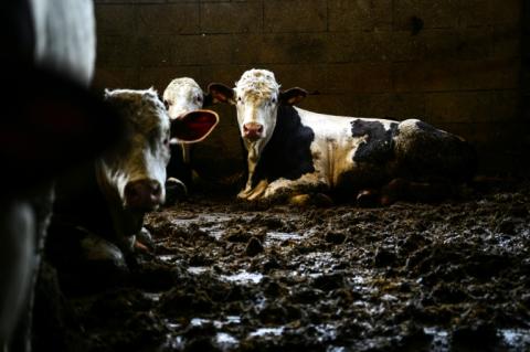 Si le risque pour les humains reste "faible" selon les autorités sanitaires, la détection de ce parasite inquiète vivement les éleveurs américains, notamment du secteur bovin