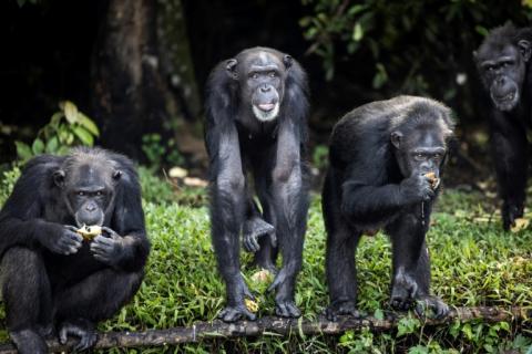 Des chimpanzés, au Libéria, en novembre 2021