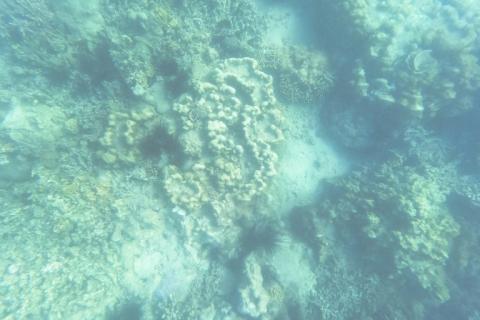 Photographie sous-marine de coraux préservés par des habitants de l'île de Wasini (Kenya), une destination d’écotourisme de renommée mondiale, le 14 juin 2026