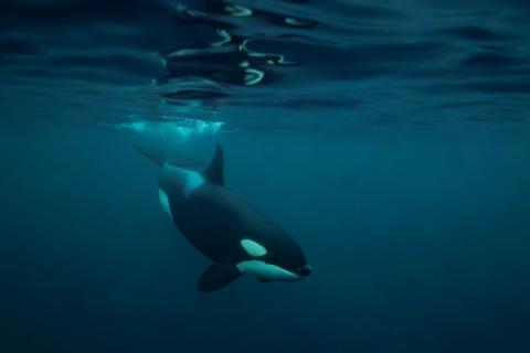 Es ist ein noch nie gesehener Einblick in das Verhalten von Orcas: Eine Gruppe von Schwertwalen ist dabei beobachtet worden, wie sie einen Mondfisch in Stücke zerrissen haben.