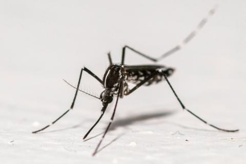 Un moustique tigre (Aedes albopictus) à Montreuil, en Seine-Saint-Denis, le 18 août 2025