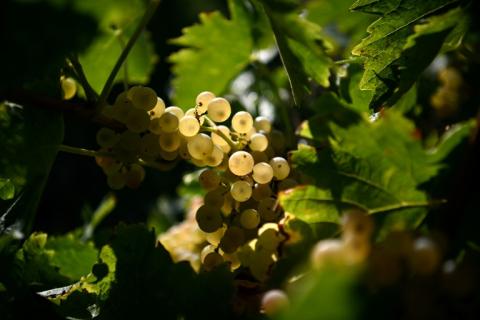 Une grappe de raisin le 19 septembre 2025 dans le vignoble de Château Montifaud à Echebrune (Charente-Maritime)