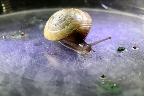 Die Schnecke ist klein, der Erfolg für den Artenschutz riesig: Wissenschaftler haben die einstmals vom Aussterben bedrohte Bermuda-Landschnecke nach eigenen Angaben erfolgreich wieder auf der Insel im Nordatlantik angesiedelt.