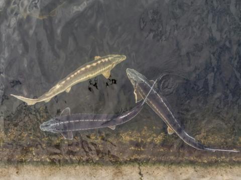 Wissenschaftler haben in der Ostsee ausgesetzte Störe erstmals mit Satellitensendern ausgestattet. Damit könnten die Wanderwege der Tiere in der Ostsee präzise, kontinuierlich und großräumig erfasst werden, teilte das Landesumweltministerium mit.