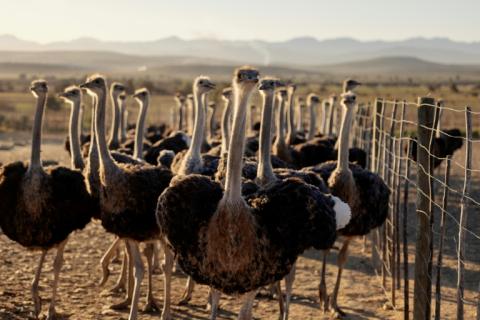 Laufvögel wie Strauße, Emus und Nandus haben sich auf der halben Welt ausgebreitet, obwohl sie nicht fliegen können. Einer neuen Studie zufolge konnten ihre ältesten bekannten Vorfahren aber noch fliegen.
