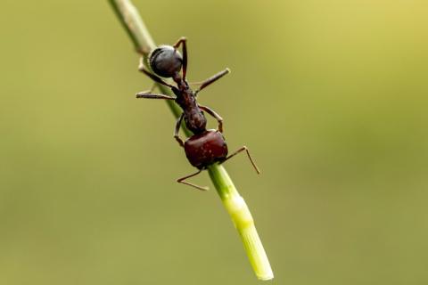 Une fourmi moissonneuse géante d'Afrique, dans le sanctuaire de Silole, à Kajiado au Kenya, le 13 mai 2026