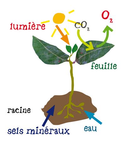 Qu Est Ce Que La Photosynthese Et A Quoi Sert Elle Qu Est Ce Que La Photosynthese Et A Quoi Sert Elle