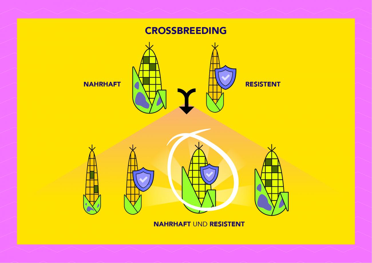 Ziel mir keng Benefits and disadvantages of engineering