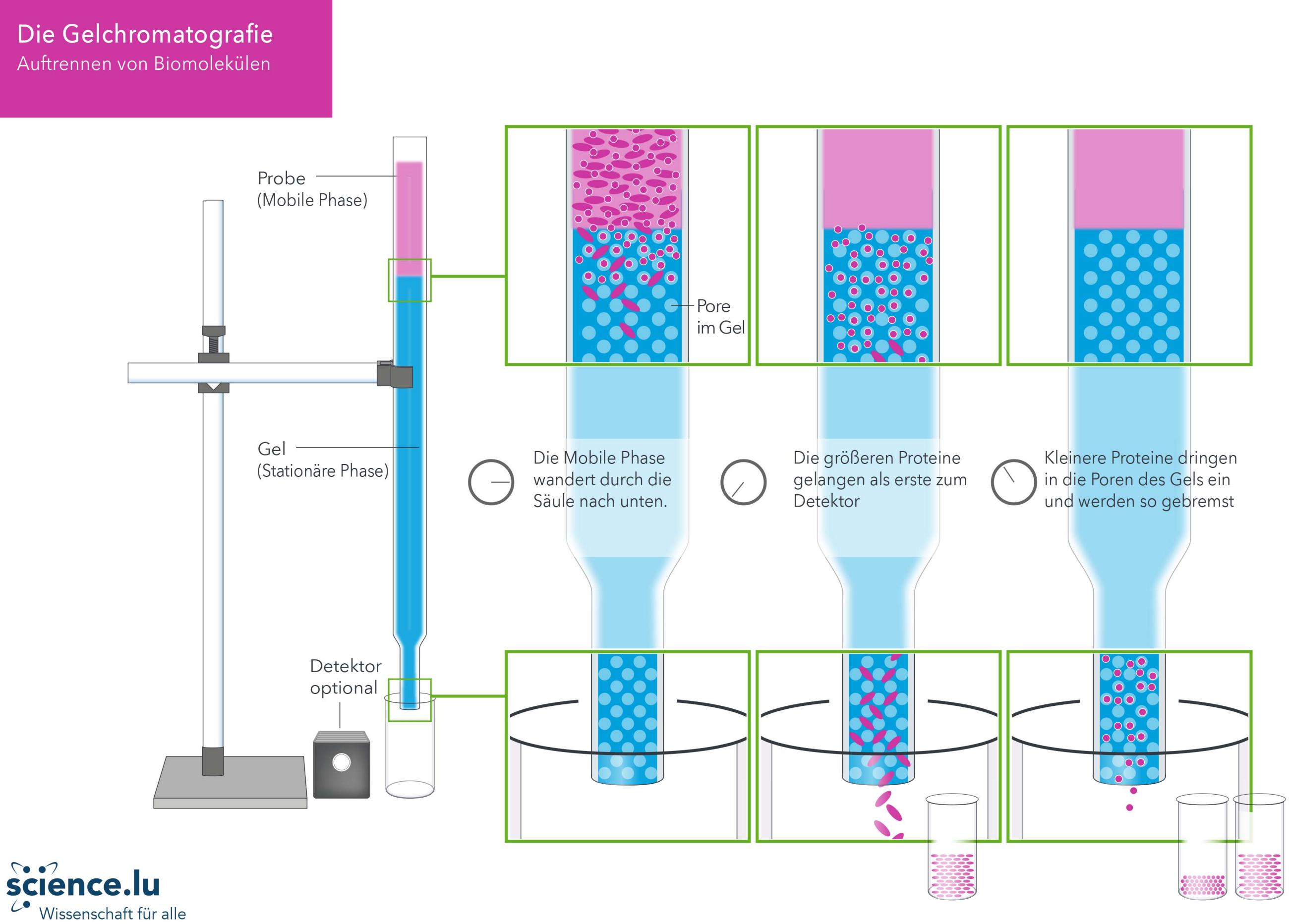 Wie funktioniert Chromatographie?