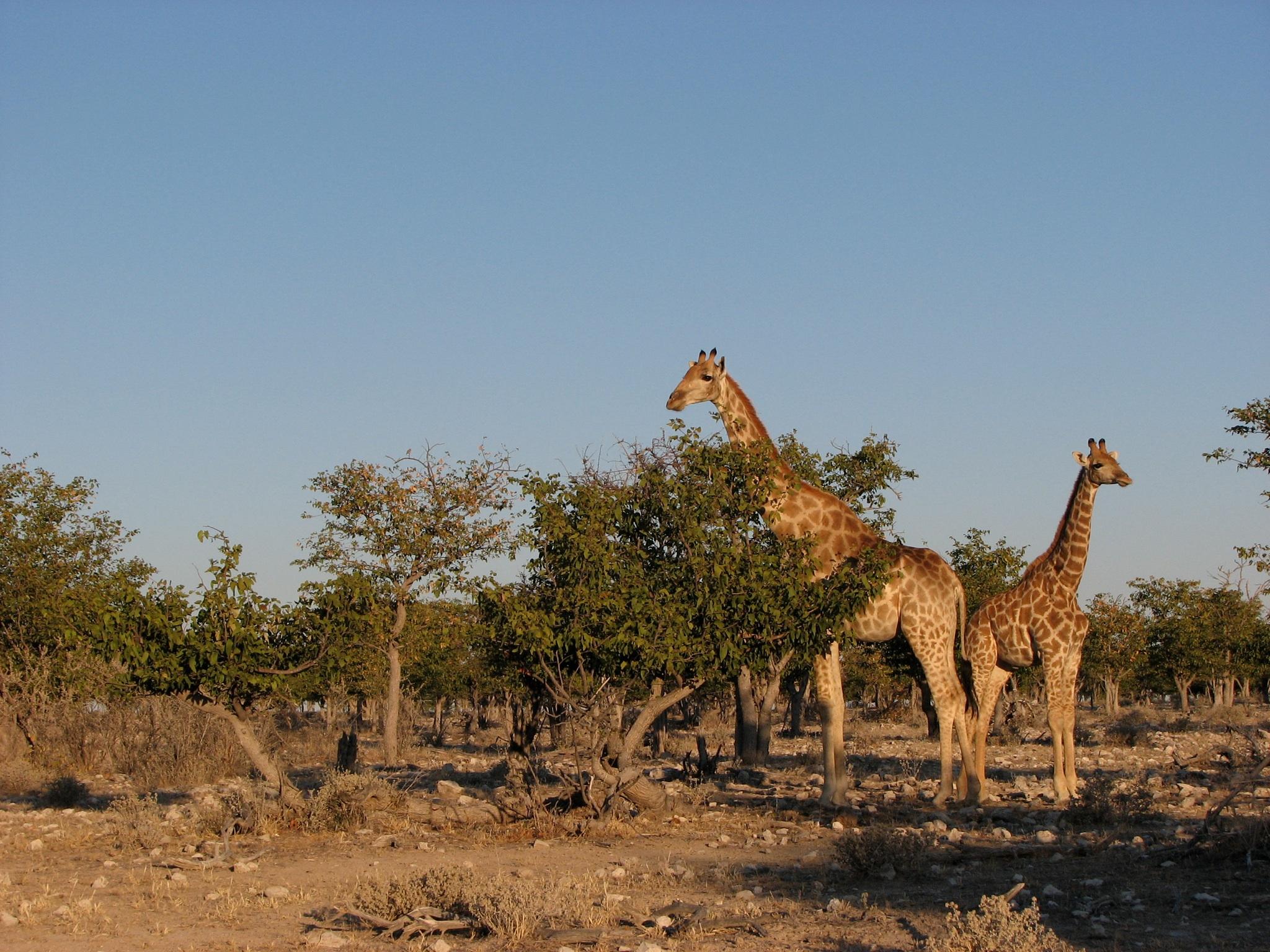 Darwin et la sélection naturelle