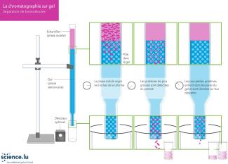 Chromatographie sur gel