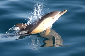 Delfin