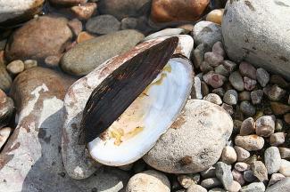 Freshwater pearl mussel