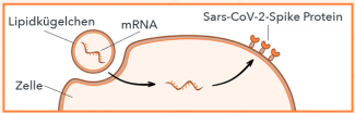 Biontech/Pfizer Wirkweise