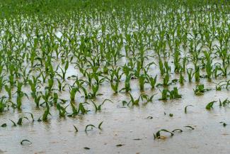 flooded crops