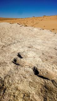 Photo non datée dede traces d'éléphants à la surface d'un ancien lac baptisé "Alathar", en Arabie saoudite