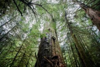 Selbst eine moderate Erderwärmung stellt laut einer neuen Studie eine Bedrohung für die Wälder der Nordhalbkugel dar. Die borealen Wälder, die weite Teile Russlands, Alaskas und Kanadas bedecken, leiden unter dem Anstieg der Temperaturen, wie aus einer in der Fachzeitschrift "Nature" erschienen Studie von australischen und US-Wissenschaftlern hervorgeht.