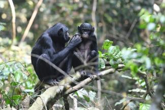 Bonobo-Weibchen helfen ihren Söhnen bei der Suche nach attraktiven Partnern. Zu diesem Schluss kommt eine Studie, die in der Fachzeitschrift Current Biology veröffentlicht wurde.