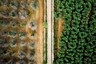 Vue aérienne de deux variétés d'oliviers, certains infectés (g) par la bactérie Xylella fastidiosa, et d'autres résistant à la maladie, le 20 juin 2019 près de Racale, dans la région des Pouilles, dans le sud de l'Italie