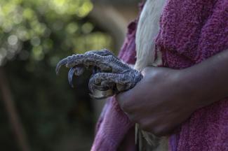 La serre d'un vautour à dis blanc au Soysambu Raptor Centre, l'un des centres vétérinaires et de réhabilitation du Kenya Bird of Prey Trust, à Nakuru, au Kénya le 18 avril 2024